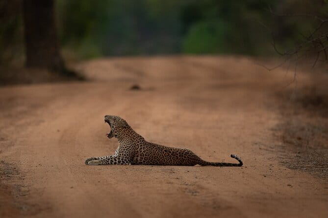 Yala National Park Guided Safaris - What the reviews tell me about service