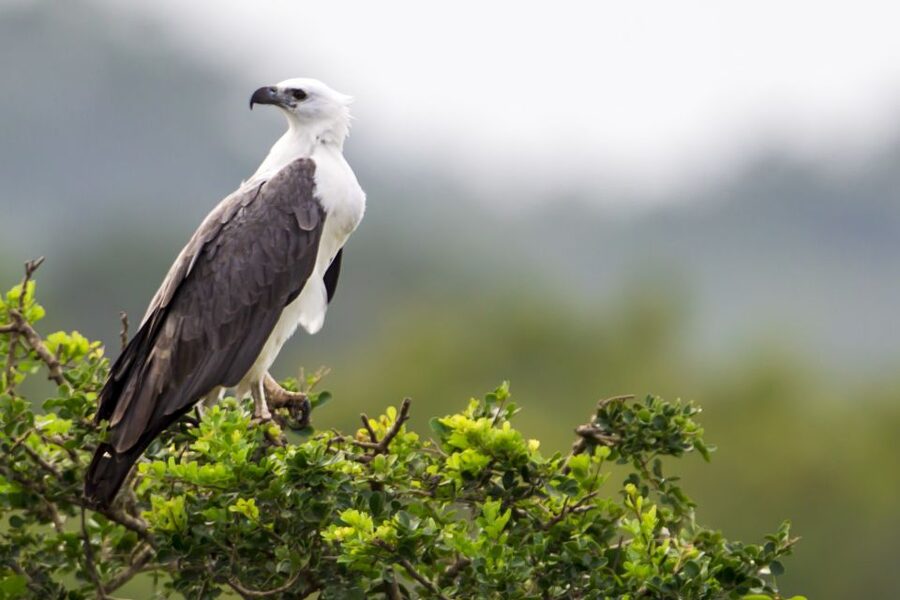 Yala National Park: Half, 7-Hour, or Full-Day Safari & Meals - The morning drive through Yala