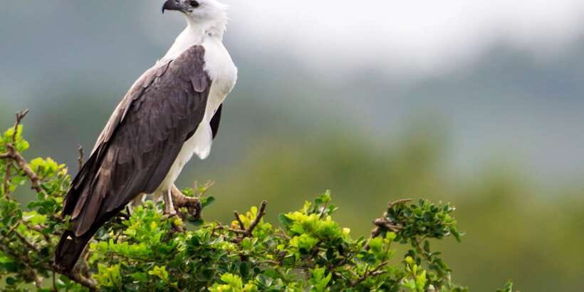 Yala National Park: Half, 7-Hour, or Full-Day Safari & Meals - The guides who shape the experience
