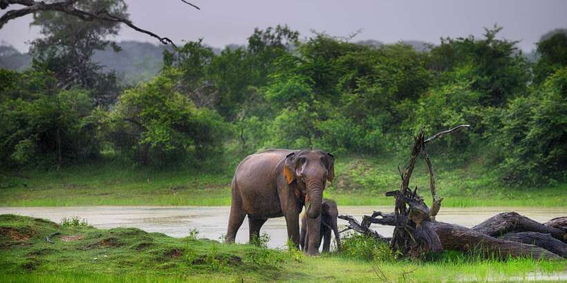 Yala National Park: Half, 7-Hour, or Full-Day Safari & Meals - Practical advice for a better day