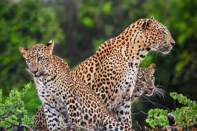 Yala National park: Half day & Full Day & Private - Safari Tours - Key points to know before you book