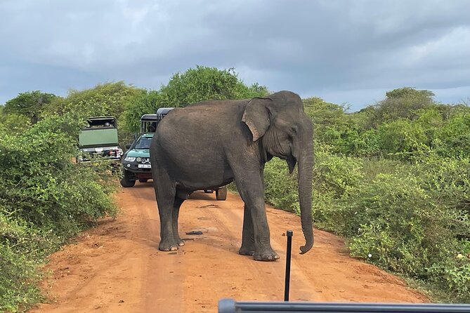 Yala National park: Half day & Full Day & Private - Safari Tours - What the Yala safari is really about