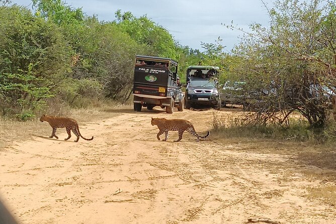 Yala National park: Half day & Full Day & Private - Safari Tours - A closer look at the route and scenery