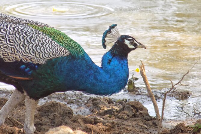 Yala National park: Half day & Full Day & Private - Safari Tours - Looking for leopards, elephants, and sloth bears