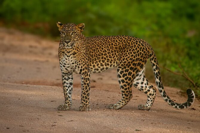 Yala National park: Half day & Full Day & Private - Safari Tours - Why the six-person jeep matters