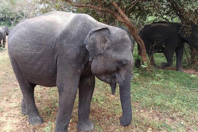 Yala National park: Half day & Full Day & Private - Safari Tours - What is included, and what will cost extra