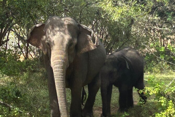 Yala National park: Half day & Full Day & Private - Safari Tours - Who will enjoy this most