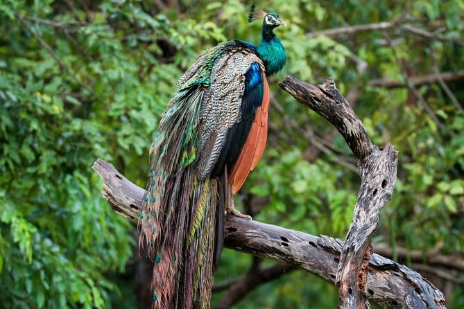 Yala National park: Half day & Full Day & Private - Safari Tours - Booking details worth checking