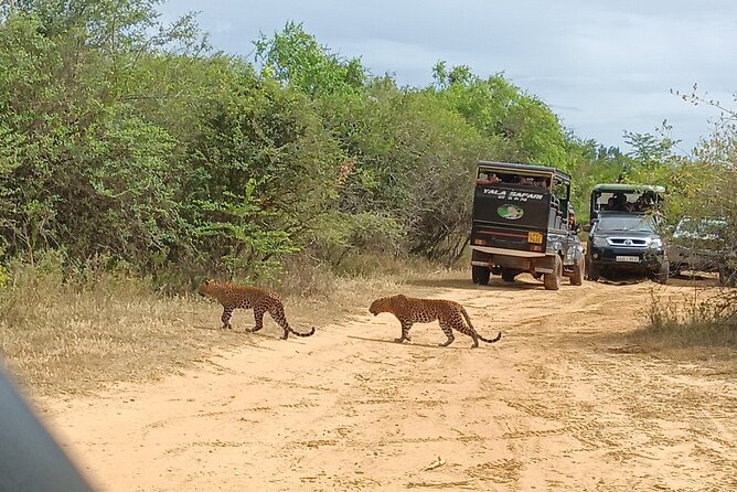 Yala National park: Half day & Full Day & Private - Safari Tours - Six to seven hours inside the park