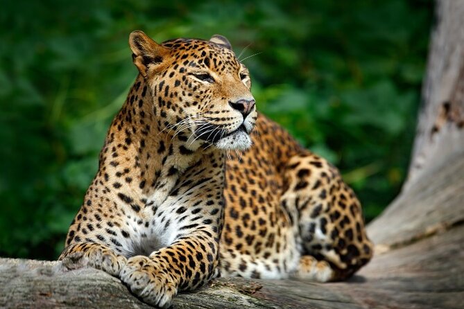 Yala National Park Half Day / Full Day Special Safari Tours - What the 11 to 12 hour outing feels like