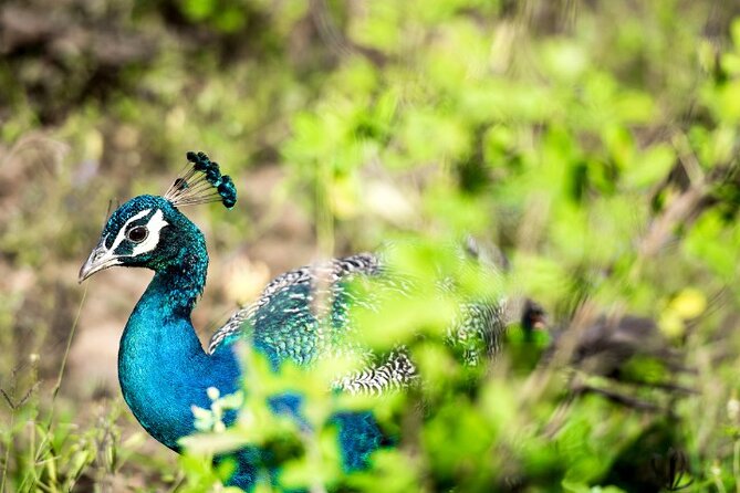 Yala National Park Half Day / Full Day Special Safari Tours - Inside Yala’s changing habitats