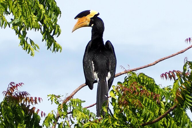 Yala National Park Half Day / Full Day Special Safari Tours - The driver makes the difference