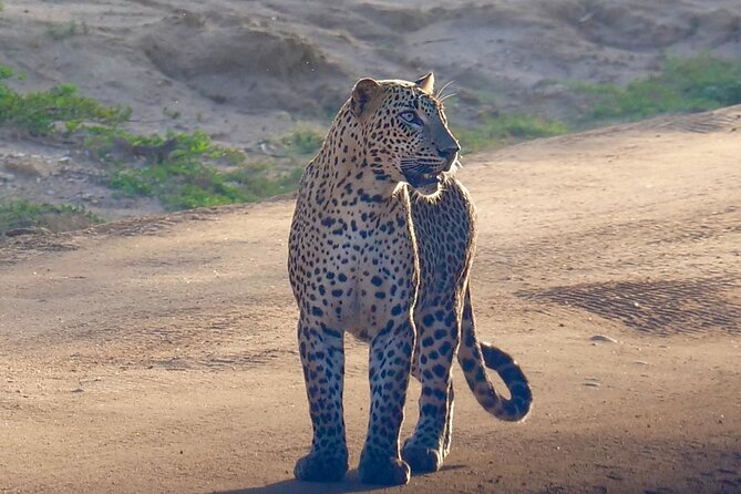 Yala National Park Half Day / Full Day Special Safari Tours - Culture alongside wildlife