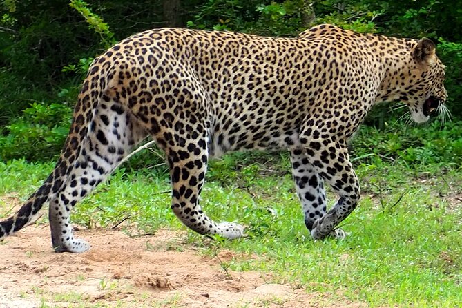 Yala National Park Half Day / Full Day Special Safari Tours - Who should book this safari?