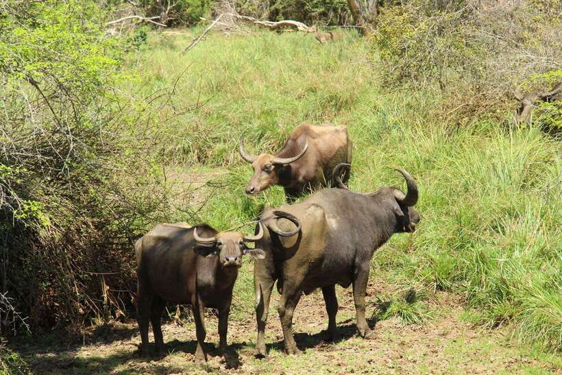 Yala National Park: Half Day or Full Day Leopard Safari Tour - Four hours among forest, plains, and lagoons