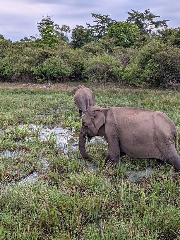Yala National Park: Half Day or Full Day Leopard Safari Tour - What you might see beyond the leopard