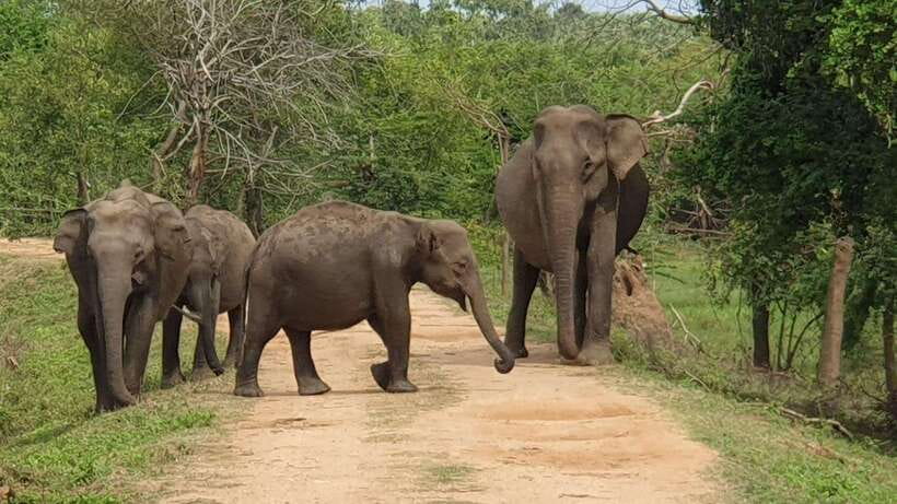 Yala National Park: Half Day or Full Day Leopard Safari Tour - Is the $16 price good value?