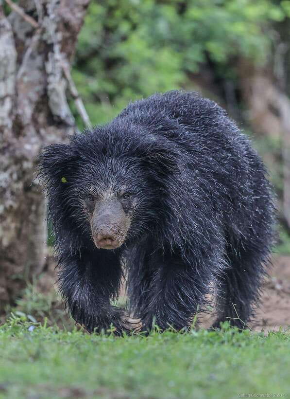 Yala National Park: Half Day or Full Day Leopard Safari Tour - Starting from Kirinda, Kataragama, or Tissamaharama