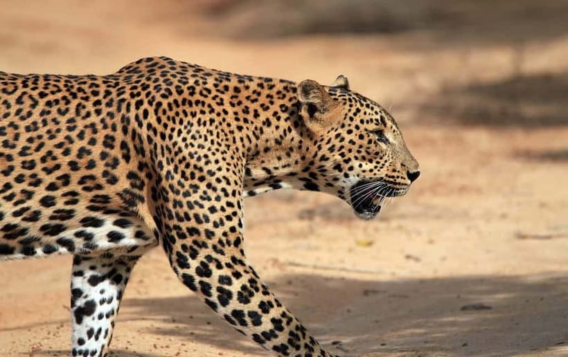 YALA National Park - HALF DAY or FULL DAY TOUR - The 30-minute ride to Yala’s main entrance