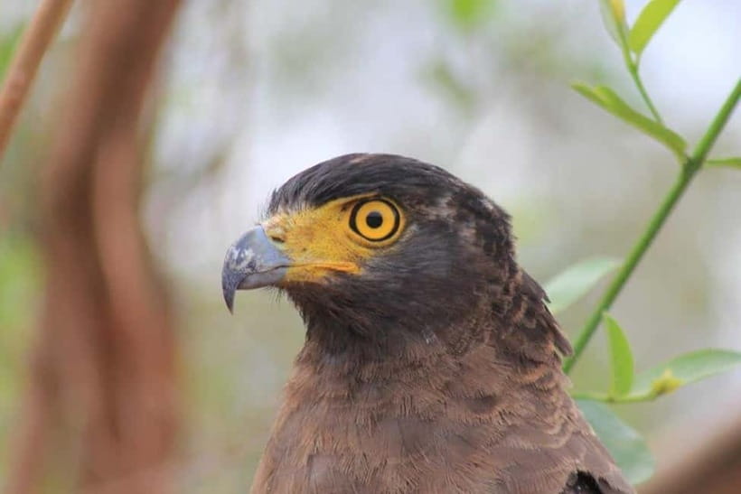 YALA National Park - HALF DAY or FULL DAY TOUR - Full-day or half-day: which suits you?