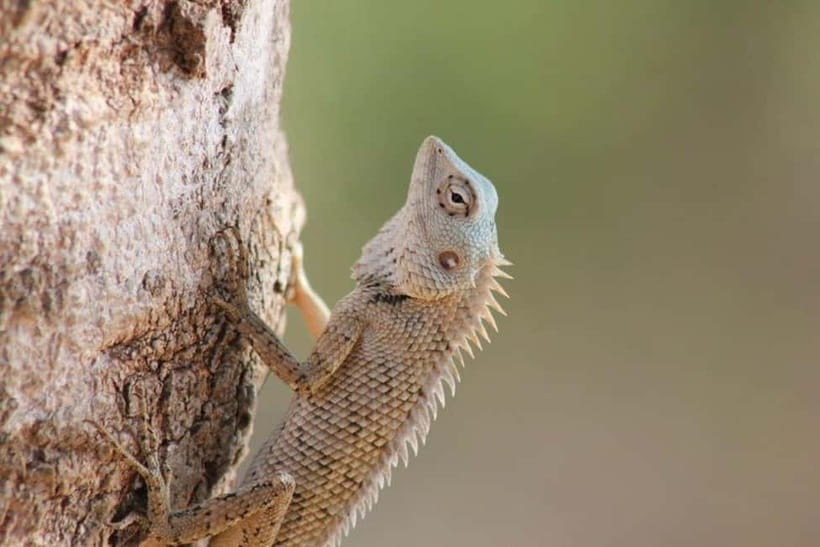 YALA National Park - HALF DAY or FULL DAY TOUR - The real cost of this safari