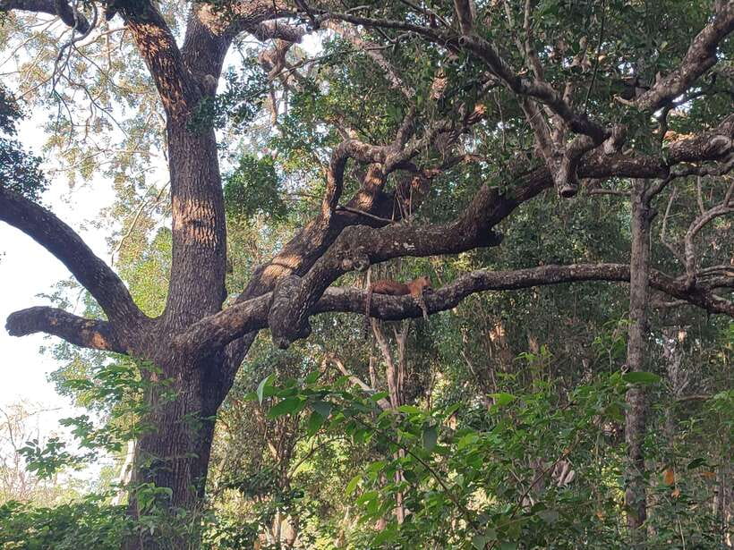 Yala National Park Half Day Safari - Key points to know before booking