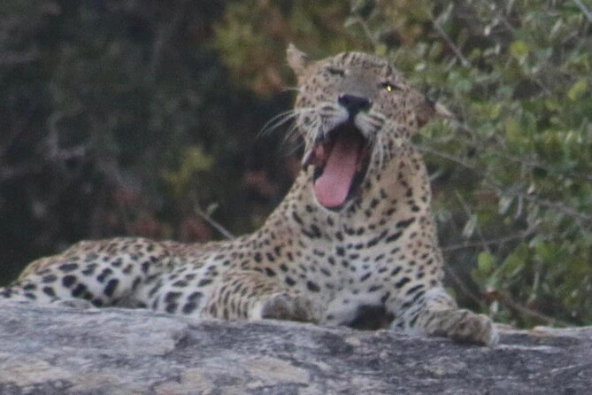 Yala National Park Half Day Safari - 4.30 a.m to 11.30 a.m - Six hours among Yala’s wildlife