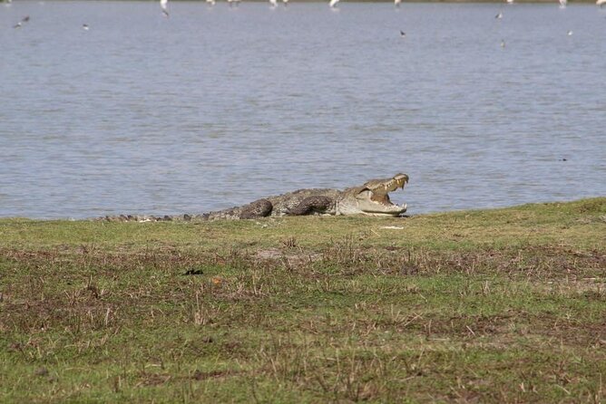 Yala National Park Half Day Safari - 4.30 a.m to 11.30 a.m - Breakfast, fruit, water, and the small practical comforts