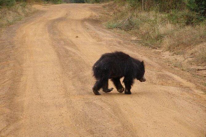 Yala National Park Half Day Safari - 4.30 a.m to 11.30 a.m - The guides can make or break the morning