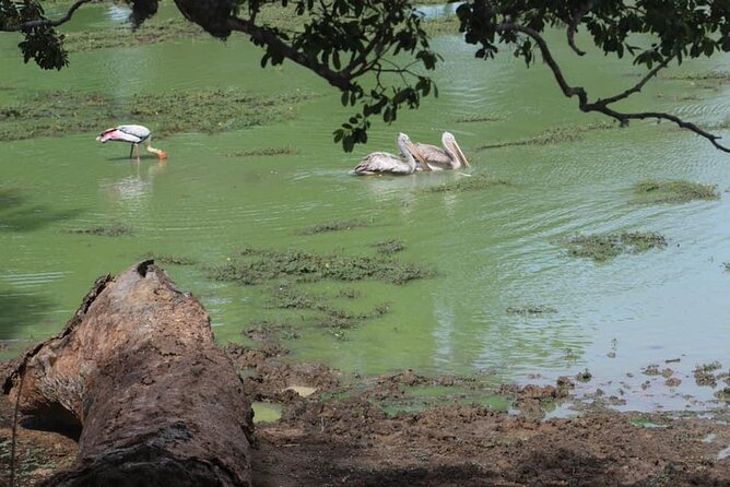 Yala National Park Half Day Safari - 4.30 a.m to 11.30 a.m - What the $78 price really covers