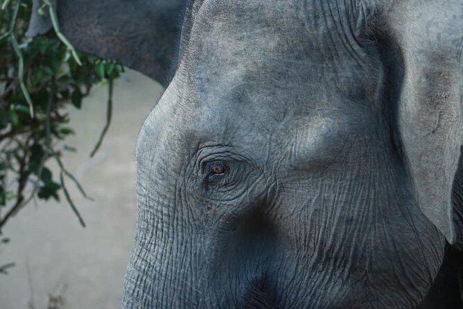 Yala National Park Half Day Safari - 4.30 a.m to 11.30 a.m - The group-size question you should ask