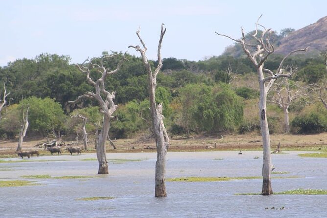 Yala National Park Half Day Safari - 4.30 a.m to 11.30 a.m - Who will get the most from this safari