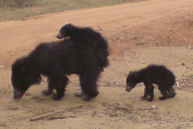 Yala National Park Half Day Safari - 4.30 a.m to 11.30 a.m - What you may see inside Yala