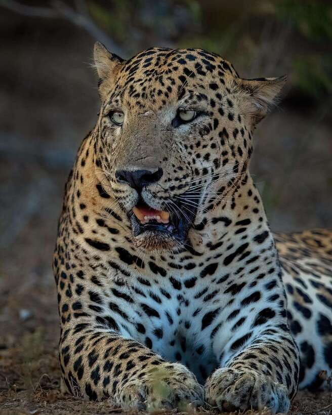 Yala National Park Half Day Safari - The jeep is built for seeing, not just getting there