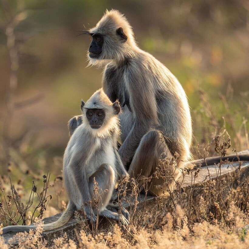 Yala National Park Half Day Safari - Birds and changing scenery keep the drive interesting