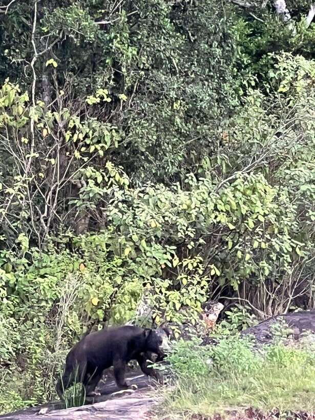 Yala National Park Half Day Safari - What the strongest feedback tells you