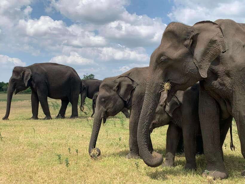 Yala National Park Jeep Safari: Leopards, Elephants & Wild - Five hours among elephants, deer, and buffalo