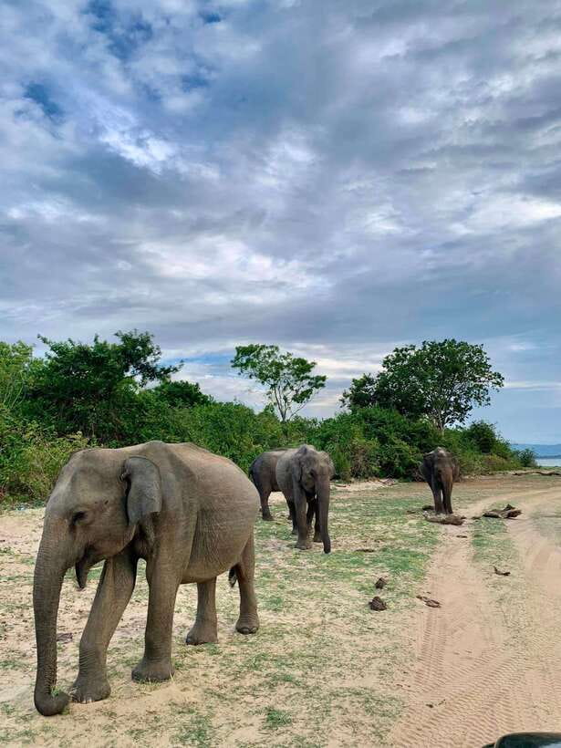 Yala National Park Jeep Safari: Leopards, Elephants & Wild - The leopard question