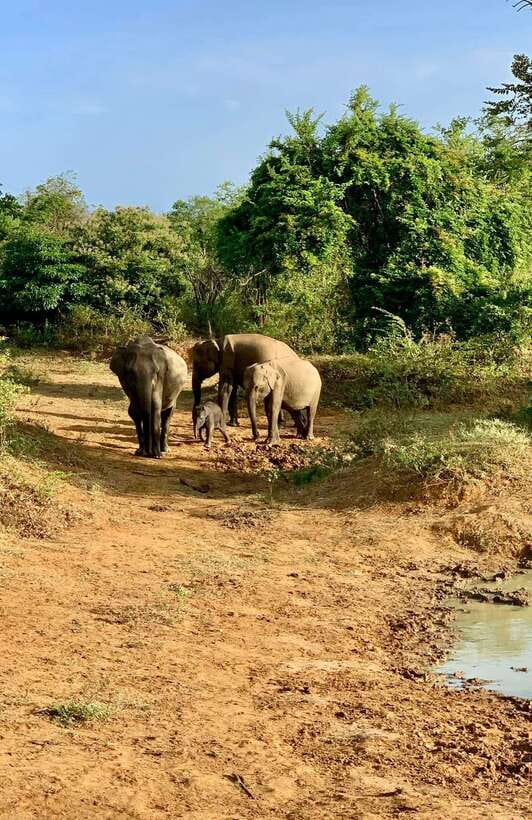 Yala National Park Jeep Safari: Leopards, Elephants & Wild - Is the $15 price really the full cost?