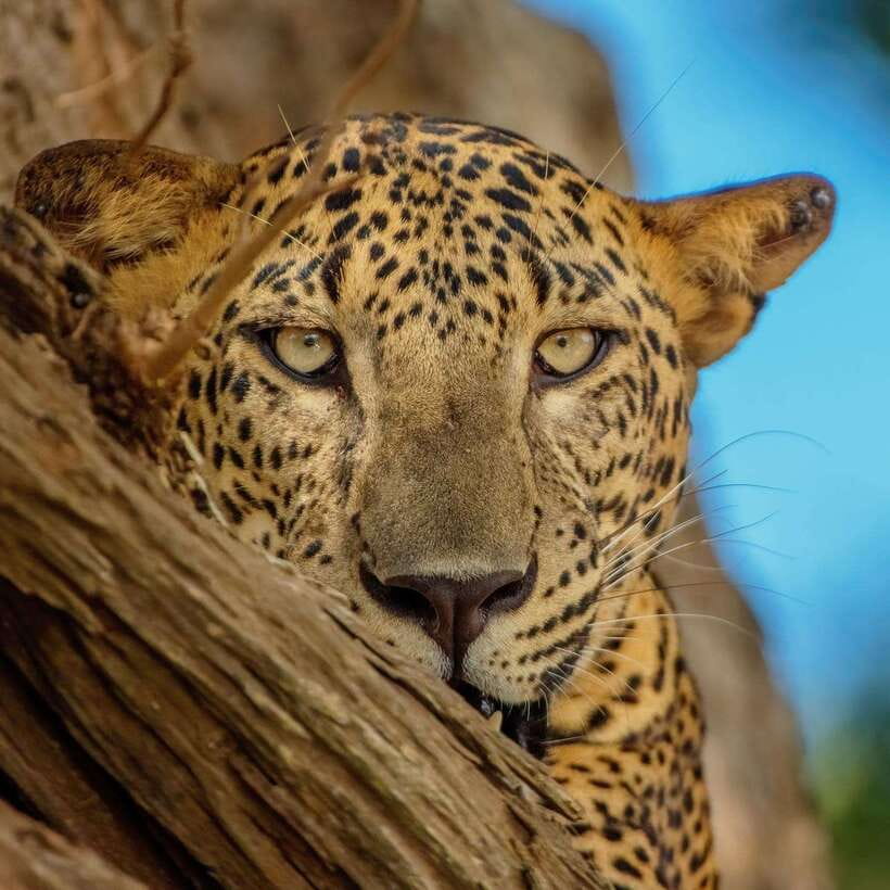 Yala National Park Jeep Safari: Leopards, Elephants & Wild - Who will get the most from this safari?