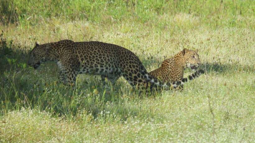 Yala National Park Jeep Safari: Leopards, Elephants & Wild - Starting from Tissamaharama, Kataragama, or the coast