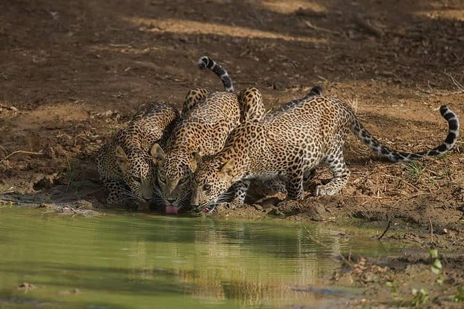 Yala National Park Leopard Safari - HALF DAY/FULL DAY TOUR - Pickup, timing, and cancellation details