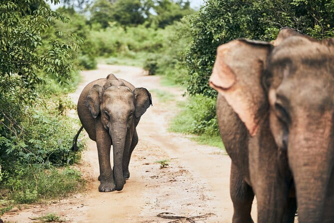Yala National Park Leopard Safari - HALF DAY/FULL DAY TOUR - Half-day or full-day: choosing the right length