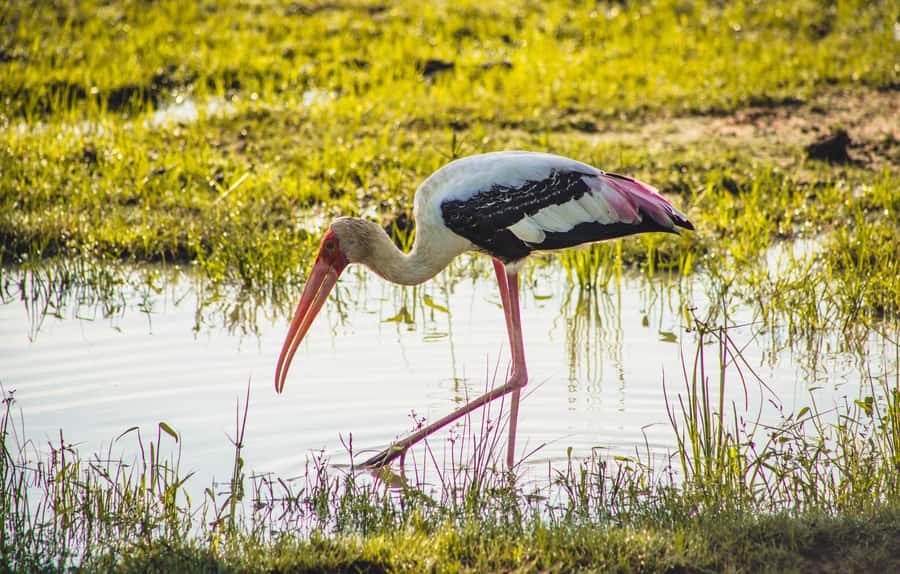 Yala National Park: Leopard Safari Half/Full-Day Safari - What the Yala safari is really about