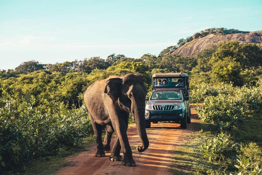 Yala National Park: Leopard Safari Half/Full-Day Safari - Choosing between the 5 a.m. morning drive and the afternoon session