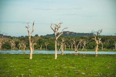 Yala National Park: Leopard Safari Half/Full-Day Safari