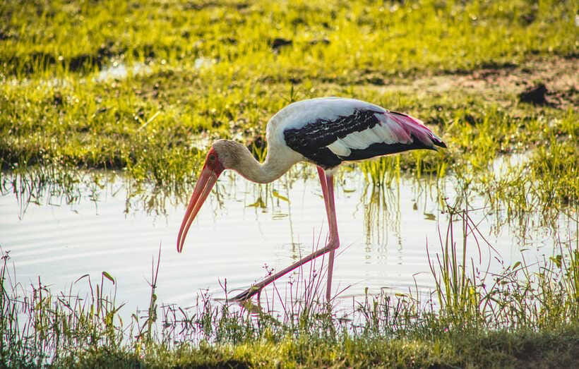 Yala National Park: Leopard Safari Half/Full-Day Safari - Food, drinks, and the break by the water