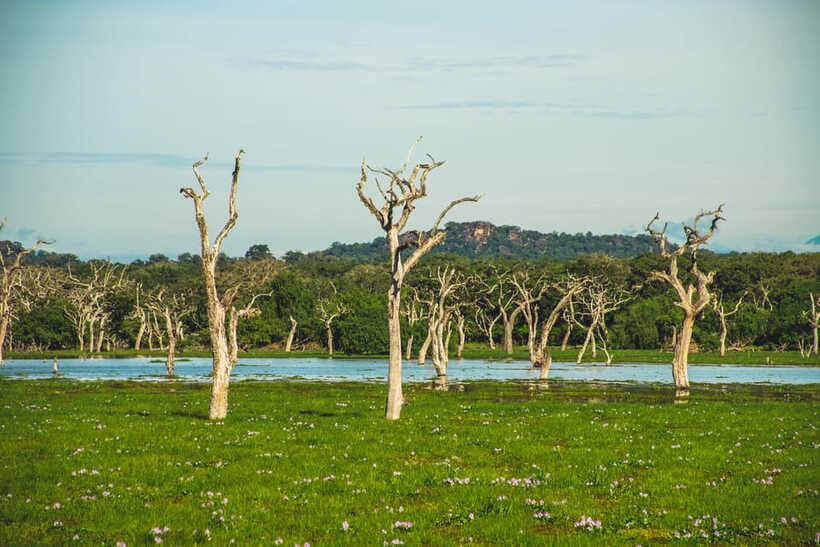 Yala National Park: Leopard Safari Half/Full-Day Safari - Who should choose this safari
