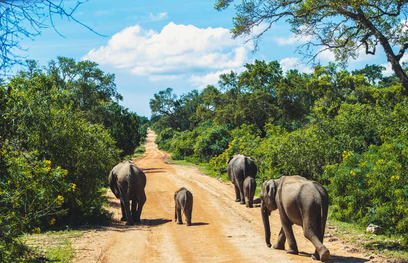 Yala National Park: Leopard Safari Half/Full-Day Safari - Booking details that affect your decision