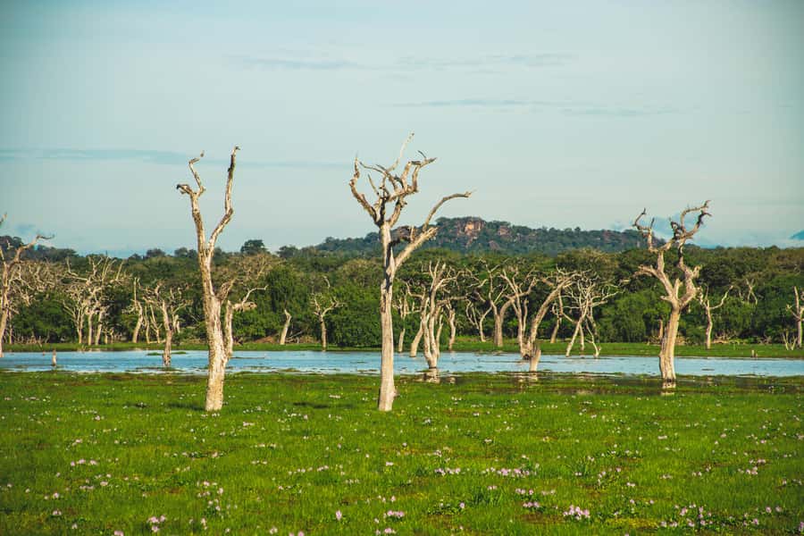 Yala National Park: Leopard Safari Half/Full-Day Safari - Pickup from Tissamaharama, Yala, and nearby villages